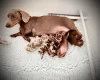 Dachshund (Miniature Smooth Haired)