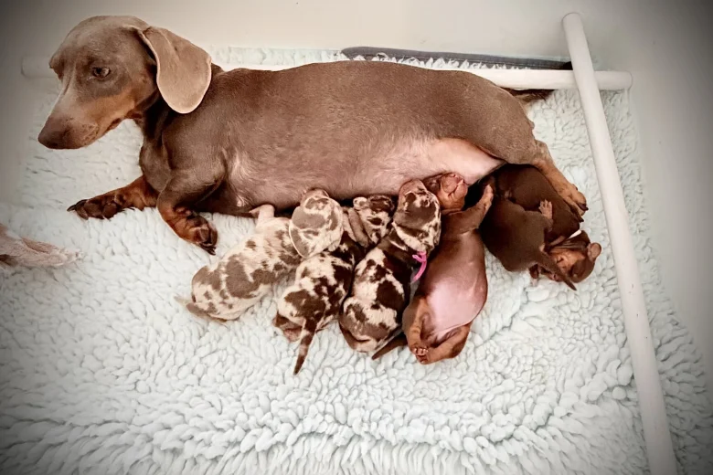 Dachshund (Miniature Smooth Haired)
