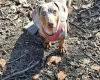 Dachshund (Miniature Smooth Haired)