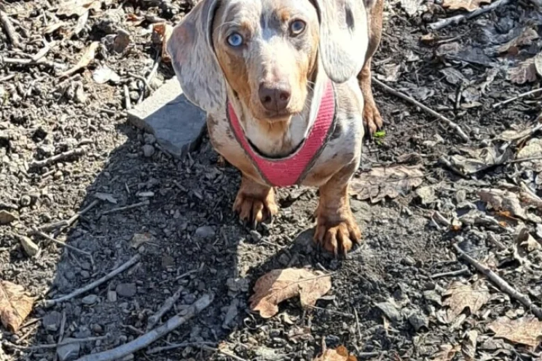 Dachshund (Miniature Smooth Haired)