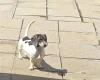 Dachshund (Miniature Smooth Haired)