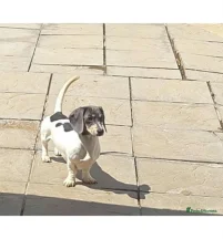 Piebald