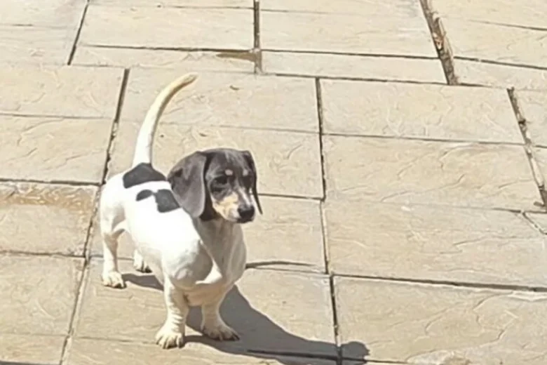 Dachshund (Miniature Smooth Haired)