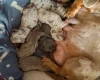 Dachshund (Miniature Smooth Haired)