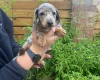 Dachshund (Miniature Smooth Haired)