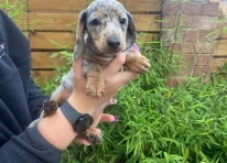 Puppy 2