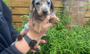 Dachshund (Miniature Smooth Haired)