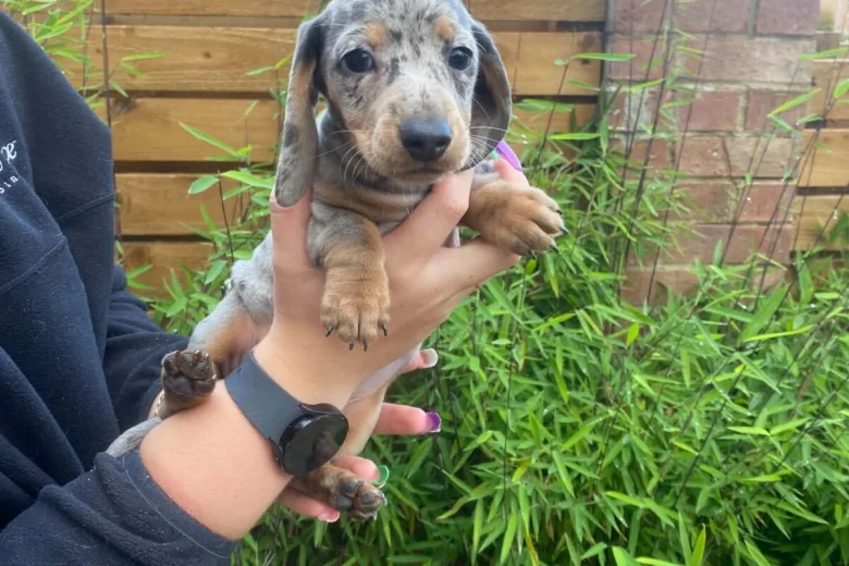 Dachshund (Miniature Smooth Haired)