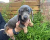 Dachshund (Miniature Smooth Haired)