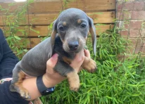 Puppy 5
