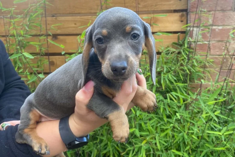 Dachshund (Miniature Smooth Haired)