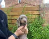 Dachshund (Miniature Smooth Haired)