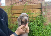 Puppy 4