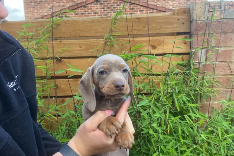 Dachshund (Miniature Smooth Haired)