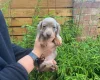Dachshund (Miniature Smooth Haired)