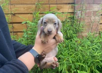 Puppy 6