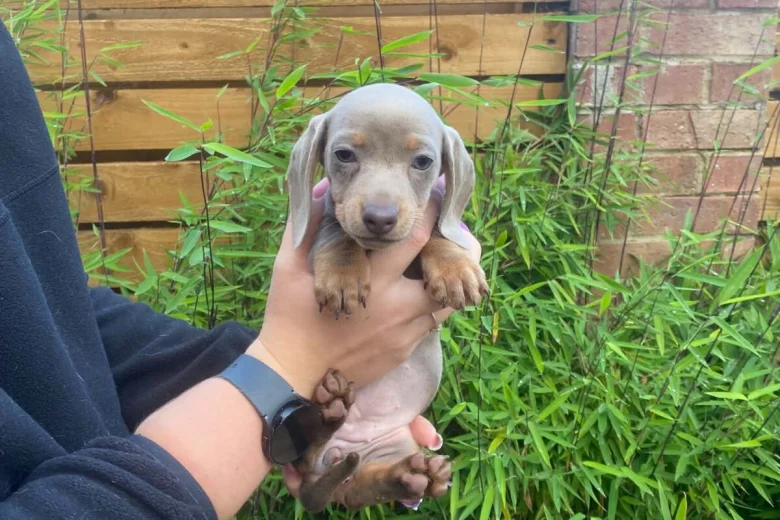 Dachshund (Miniature Smooth Haired)