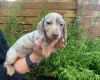 Dachshund (Miniature Smooth Haired)