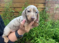 Puppy 1