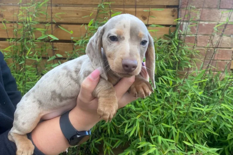 Dachshund (Miniature Smooth Haired)