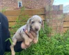 Dachshund (Miniature Smooth Haired)