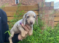 Puppy 3