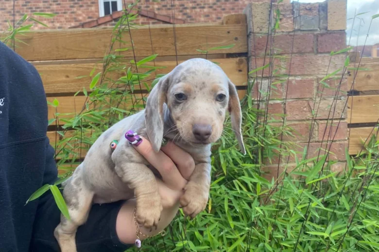 Dachshund (Miniature Smooth Haired)