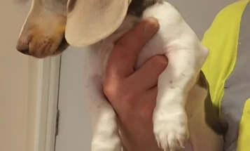 Dachshund (Miniature Smooth Haired)