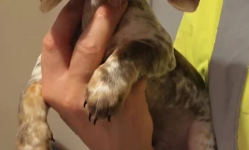 Dachshund (Miniature Smooth Haired)