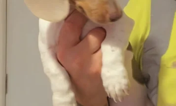 Dachshund (Miniature Smooth Haired)