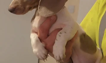 Dachshund (Miniature Smooth Haired)