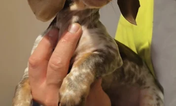 Dachshund (Miniature Smooth Haired)