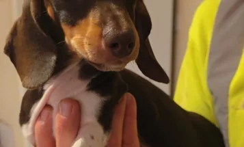 Dachshund (Miniature Smooth Haired)