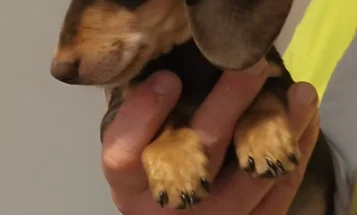 Dachshund (Miniature Smooth Haired)