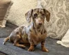 Dachshund (Miniature Smooth Haired)