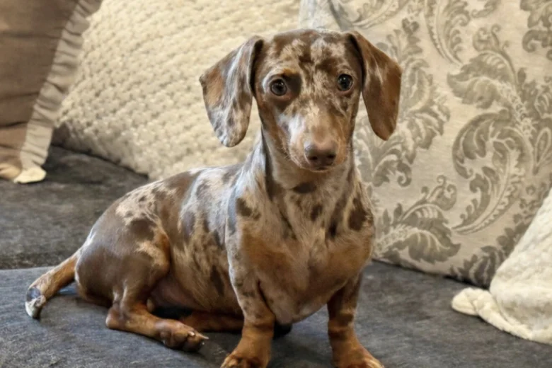 Dachshund (Miniature Smooth Haired)