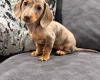 Dachshund (Miniature Smooth Haired)
