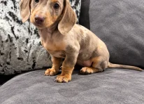 Puppy 3