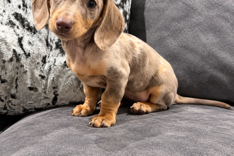 Dachshund (Miniature Smooth Haired)