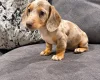 Dachshund (Miniature Smooth Haired)