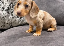 Puppy 2