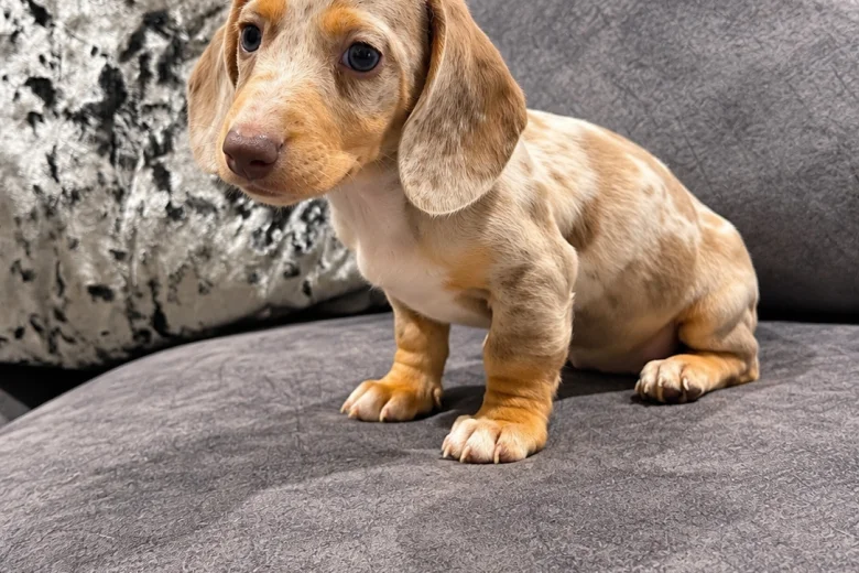 Dachshund (Miniature Smooth Haired)
