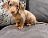 Dachshund (Miniature Smooth Haired)