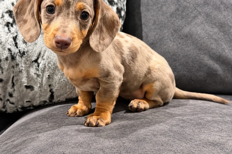 Dachshund (Miniature Smooth Haired)