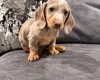Dachshund (Miniature Smooth Haired)