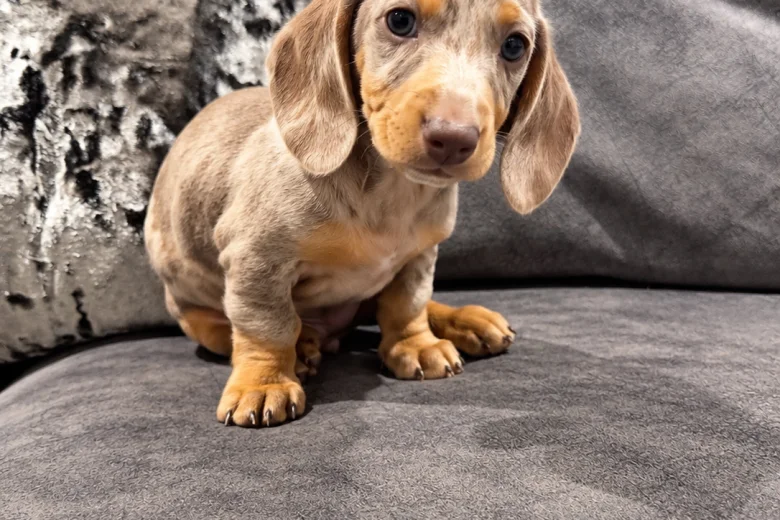 Dachshund (Miniature Smooth Haired)