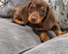Dachshund (Miniature Smooth Haired)