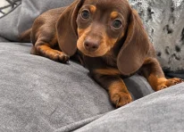 Puppy 4