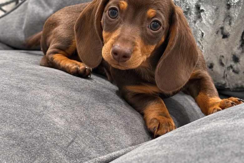 Dachshund (Miniature Smooth Haired)