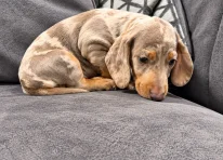 Puppy 1